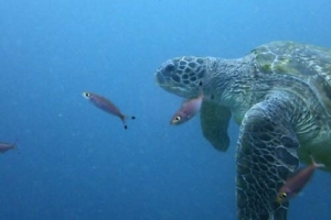 Kristine, green turtle, adopted by Monika Steinmetz Turtle adoption Maldives