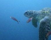 Turtle adoption Maldives