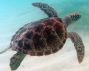 Turtle conservation Maldives Adopt a turtle