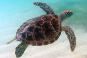 Vela, green turtle, adopted by Andrea Delp Turtle conservation Maldives Adopt a turtle