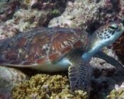 GR647-Nell-green-turtle-ORP-Turtle-Photo-ID-Maldives