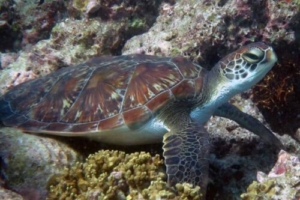 Nell, green turtle, adopted GR647-Nell-green-turtle-ORP-Turtle-Photo-ID-Maldives