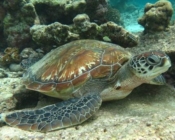 Green turtle, Komandoo House Reef, Lhaviyani Atoll, Maldives