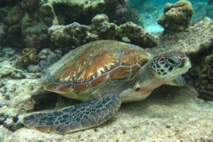 Michelle, green turtle, adopted for Michelle by Manuel Green turtle, Komandoo House Reef, Lhaviyani Atoll, Maldives