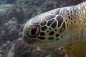 Isuara, green turtle, adopted by Carla Pinheiro Green turtle, Kuredu Caves, Lhaviyani Atoll, Maldives