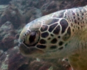 Green turtle, Kuredu Caves, Lhaviyani Atoll, Maldives