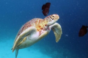 Franky, green turtle, adopted for Franky by Mike Lihou Green-turtle with cleaner fish, Kuredu House Reef, Lhaviyani Atoll, Maldives. Image.
