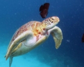 Green-turtle with cleaner fish, Kuredu House Reef, Lhaviyani Atoll, Maldives. Image.