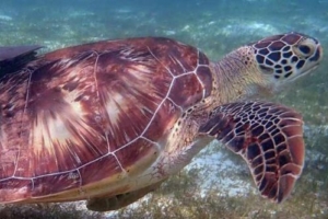 Gregory, green turtle, adopted by Jonny Goddard & Joan Fontanals GR664-Gregory-green-turtle-ORP-Turtle-Photo-ID-Maldives