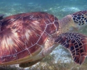 GR664-Gregory-green-turtle-ORP-Turtle-Photo-ID-Maldives