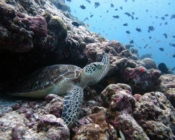 Green turtle, Kuredu Express, Lhaviyani Atoll, Maldives