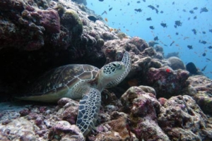 Broscu, green turtle, adopted for Lavinia Negoita by Adrian Negoita Green turtle, Kuredu Express, Lhaviyani Atoll, Maldives