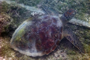 Fred, green turtle, adopted for Tobias by Jenny Green turtle, Kuredu Caves, Lhaviyani Atoll, Maldives
