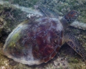 Green turtle, Kuredu Caves, Lhaviyani Atoll, Maldives