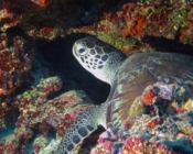 Green turtle, Kuredu Caves, Lhaviyani Atoll, Maldives