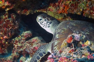 Bine, green turtle, dopted Green turtle, Kuredu Caves, Lhaviyani Atoll, Maldives