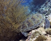 Green turtle, Fun Giri, Lhaviyani Atoll, Maldives. Image.