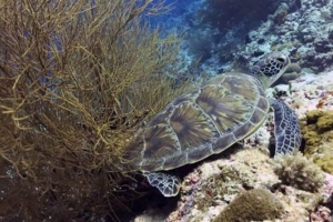 Pappa Klas, green turtle, adopted for Klas by Jacob Algurén Green turtle, Fun Giri, Lhaviyani Atoll, Maldives. Image.