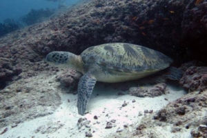 HoGo, green turtle, adopted Adopted green turtle Maldives