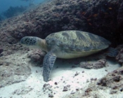 Adopted green turtle Maldives