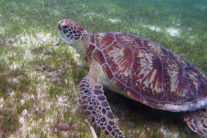 Honey, green turtle, adopted by Hanna and Manuel Hector Green turtle, Kuredu House Reef, Lhaviyani Atoll, Maldives