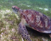 Green turtle, Kuredu House Reef, Lhaviyani Atoll, Maldives