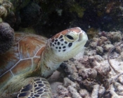 Baby Billy, an adopted green turtle in the Maldives