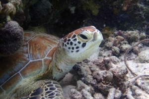 Baby Billy, green turtle, adopted for Billy by Peter & Carla Watts Baby Billy, an adopted green turtle in the Maldives