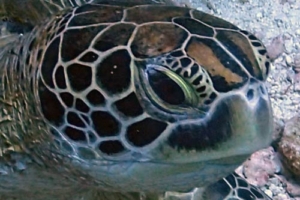 CoCo, green turtle, adopted for Stuart by Catherine Scott Adopted green turtle, Haa Alif Atoll, Maldives. Image.