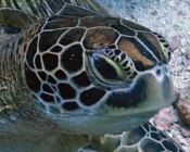 Adopted green turtle, Haa Alif Atoll, Maldives. Image.