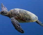 Green turtle GR706 Snif adopted turtle Maldives