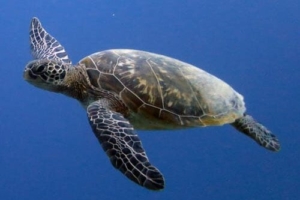 Snif, green turtle, adopted by Andreea & Marius Cidu Green turtle GR706 Snif adopted turtle Maldives