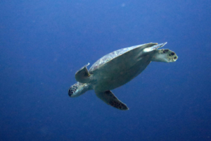 Feli, green turtle, adopted for Feli‘s Reisebüro by Manuela Green turtle, Hurawalhi, Lhaviyani Atoll, Maldives
