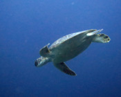 Green turtle, Hurawalhi, Lhaviyani Atoll, Maldives
