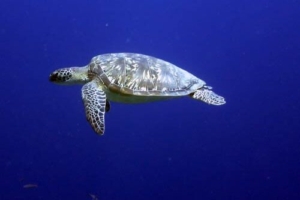 Simon, green turtle, adopted by Simon Green turtle, Kuredu Express, Lhaviyani Atoll, Maldives