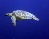 Green turtle, Kuredu Express, Lhaviyani Atoll, Maldives