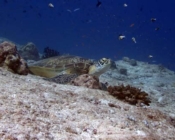 Adopt a turtle Lhaviyani atoll Maldives