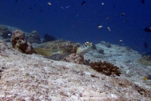 Robin Junior, green turtle, adopted by Christina Wallner & Robin Mann Adopt a turtle Lhaviyani atoll Maldives