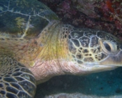 Adopt a turtle, Maldives