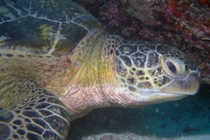 Triplet, green turtle, adopted by Jens & Heike Kiesel Adopt a turtle, Maldives