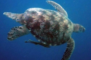 Kebir, green turtle, adopted for Kebir House Veterinary Practice Green turtle swimming, Naalaafushi, Meemu Atoll, Maldives. Image.