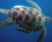 Green turtle swimming, Naalaafushi, Meemu Atoll, Maldives. Image.