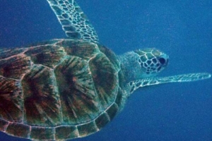 Henry I, green turtle, adopted for Franzi Green turtle, Naalaafushi, Meemu Atoll, Maldives