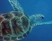 Green turtle, Naalaafushi, Meemu Atoll, Maldives