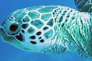 Racker, green turtle, adopted by Christian Barfuß Adopted green turtle Lhaviyani Atoll Maldives