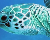 Adopted green turtle Lhaviyani Atoll Maldives