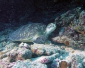 Adopted turtle Lhaviyani atoll Maldives