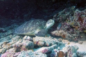 Max, green turtle, adopted for Amanda by Lucy Paterson and Josh Bretherton Adopted turtle Lhaviyani atoll Maldives