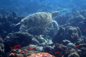 Mike, green turtle, adopted by Jacqueline & Marco Wiedmer Green turtle, Kuredu Corner, Lhaviyani Atoll, Maldives. Image.