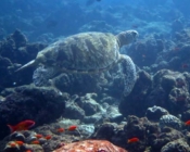 Green turtle, Kuredu Corner, Lhaviyani Atoll, Maldives. Image.